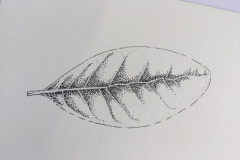 Botanical-11-November