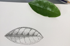 Botanical-13-November