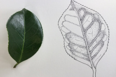 Botanical-15-November