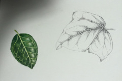 Botanical-17-November