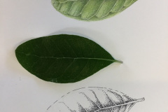 Botanical-19-November