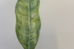 Botanical-20-November