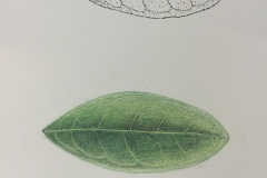 Botanical-21-November