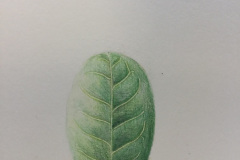 Botanical-22-November