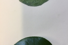 Botanical-23-November