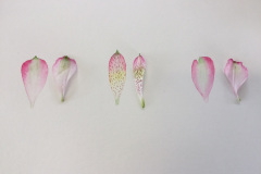 Botanical-24-November