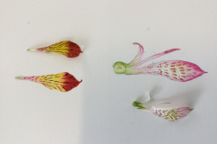 Botanical-25-November