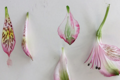 Botanical-26-November