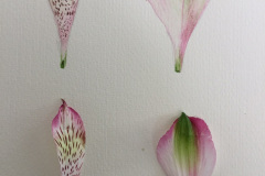 Botanical-28-November