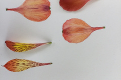 Botanical-30-November