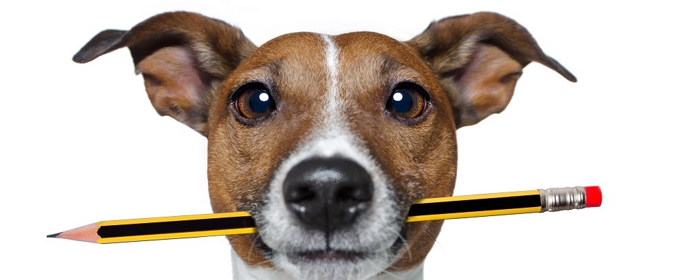 Dog with pencil in his mouth - Drawing Real Animals holiday course