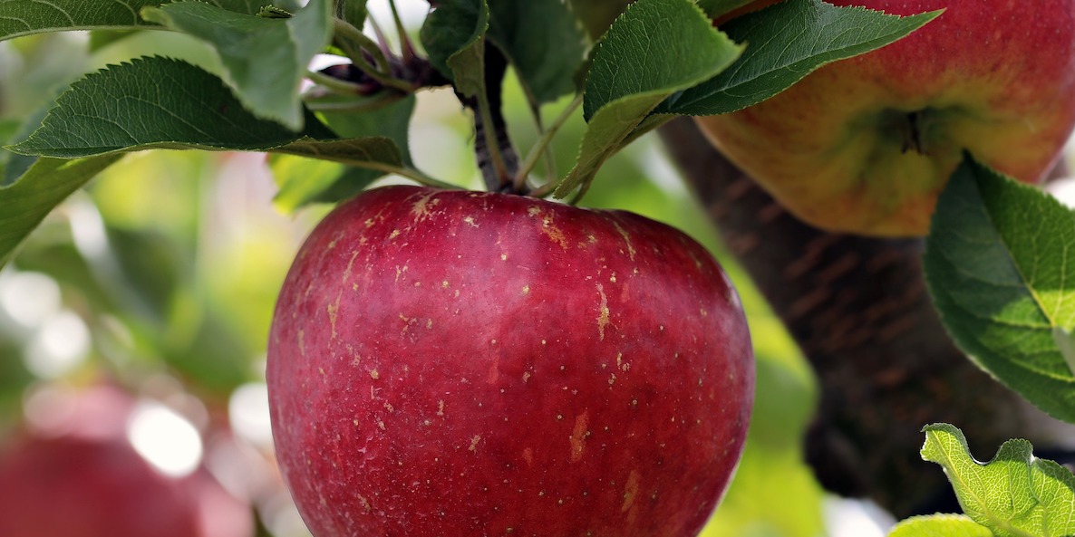 Red apple growing on tree