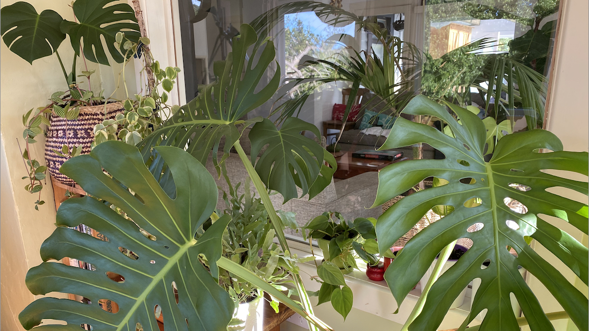 Indoor plants