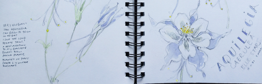 Sample of Sandra Morris Nature Journal blue and purpose aquelegia in colour pencil with descriptive ornate text